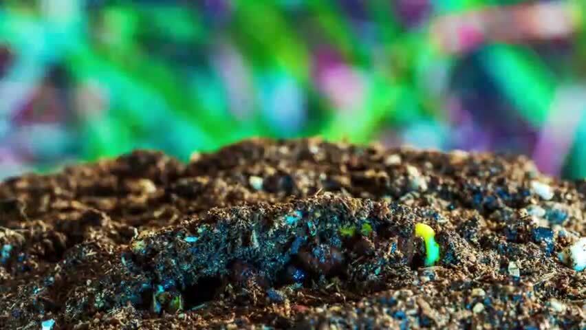 中药材决明子种子发芽生长过程