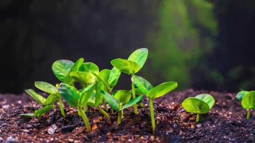 中药材决明子种子发芽生长延时