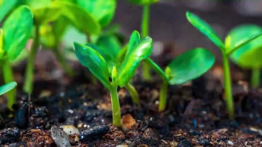 中药材决明子种子发芽生长延时