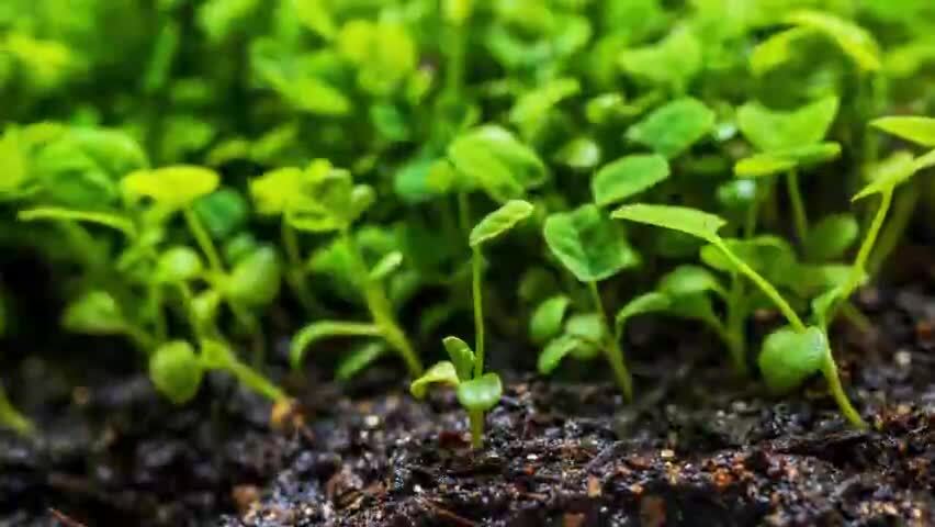 春天植物幼苗生长延时摄影