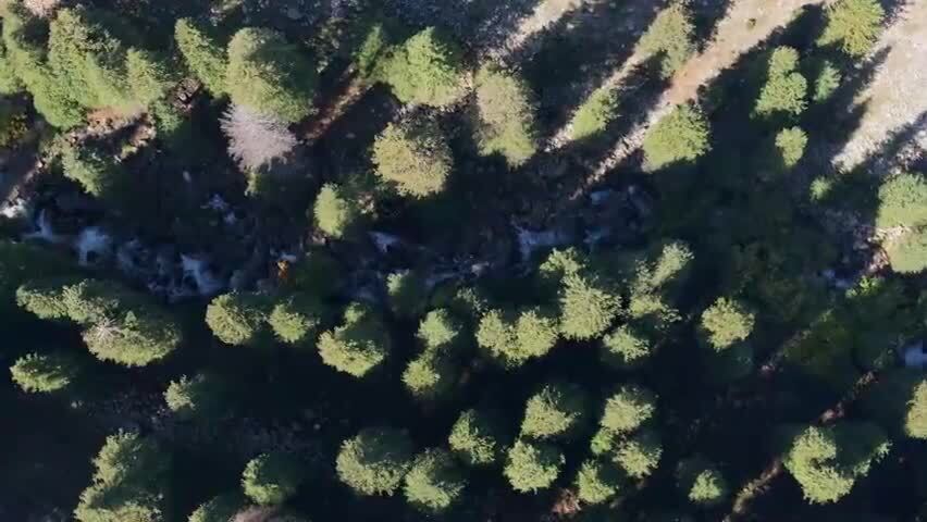 航拍新疆伊犁琼库什台云杉林