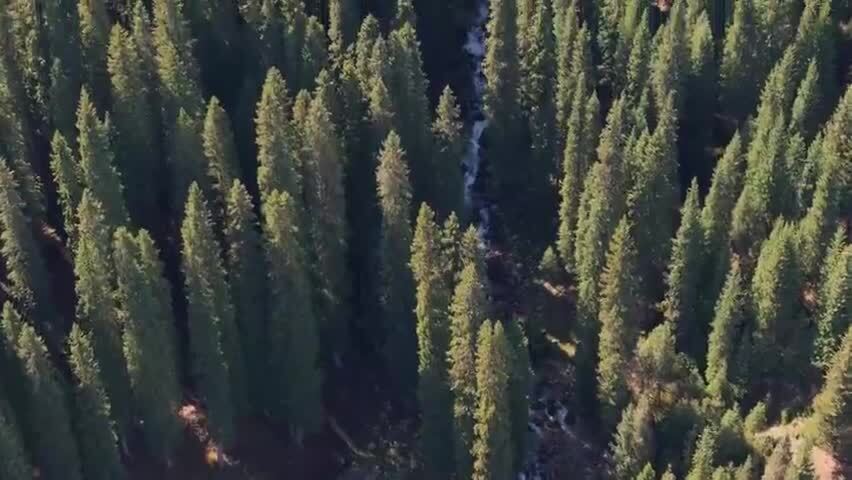 航拍新疆伊犁琼库什台云杉林