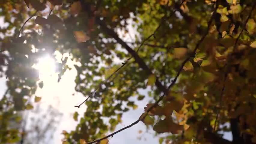 4K透光的秋天银杏逆光实拍视频