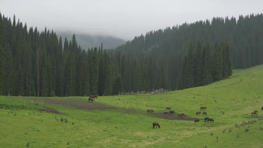 新疆伊犁恰西森林公园的马群
