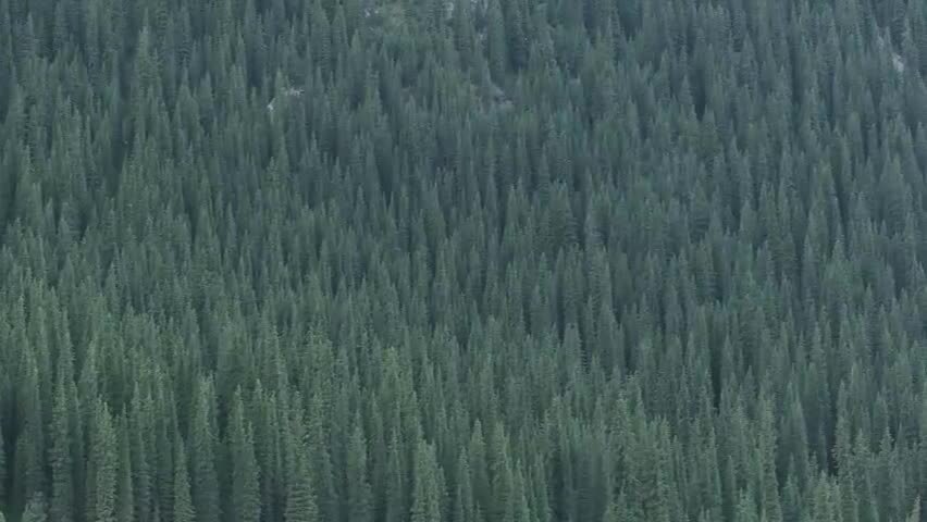 航拍新疆伊犁夏塔景区的云杉林