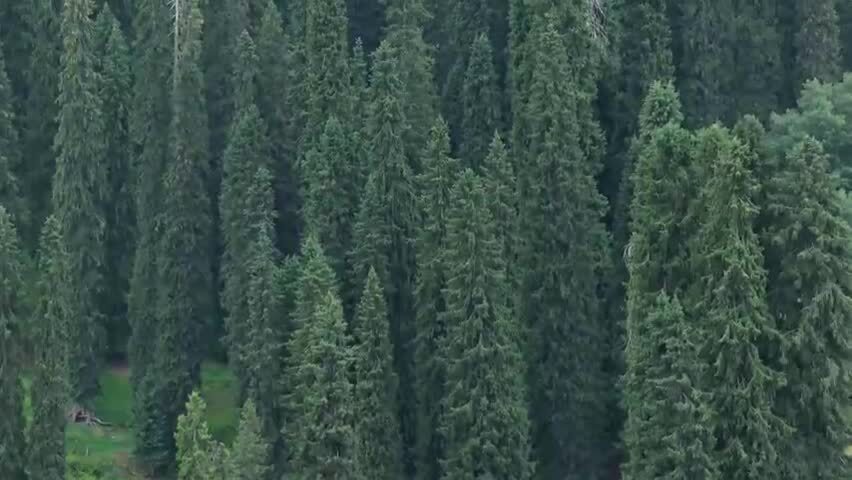 航拍新疆恰西森林公园的云杉林