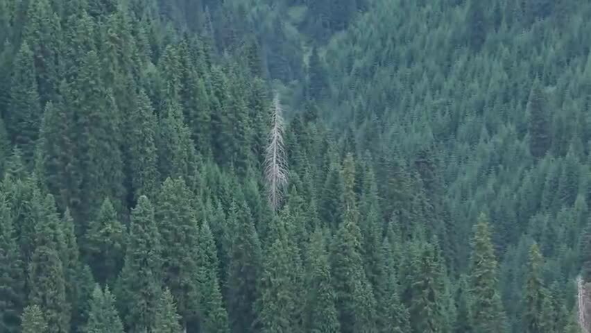 航拍新疆恰西森林公园的云杉林