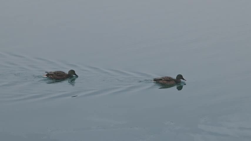 颐和园冬日湖面野鸭特写
