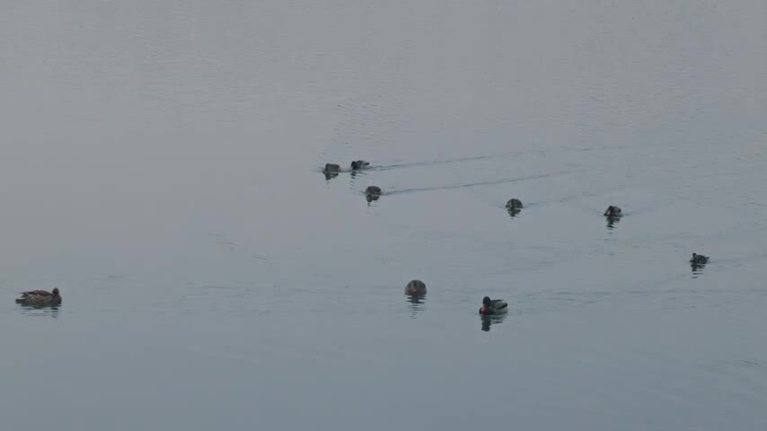 颐和园冬日湖面野鸭特写