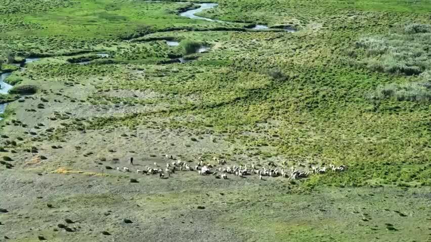 牛羊马草原牧场
