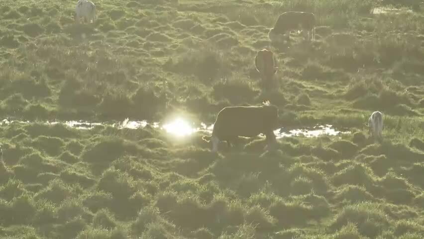 牛羊马草原牧场