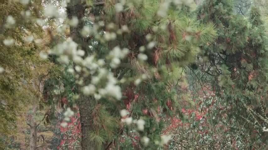 南京雨花台景区白色梅花特写