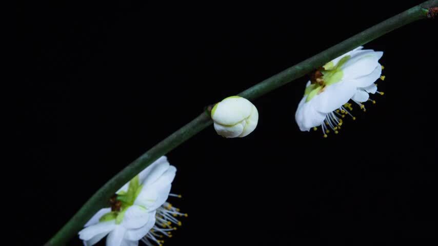 8K春天白色梅花绽放延时