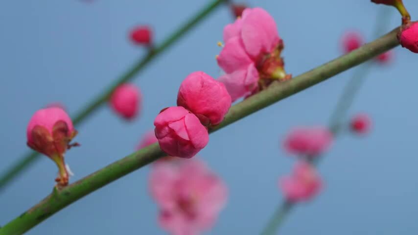 8K春天梅花绽放延时摄影