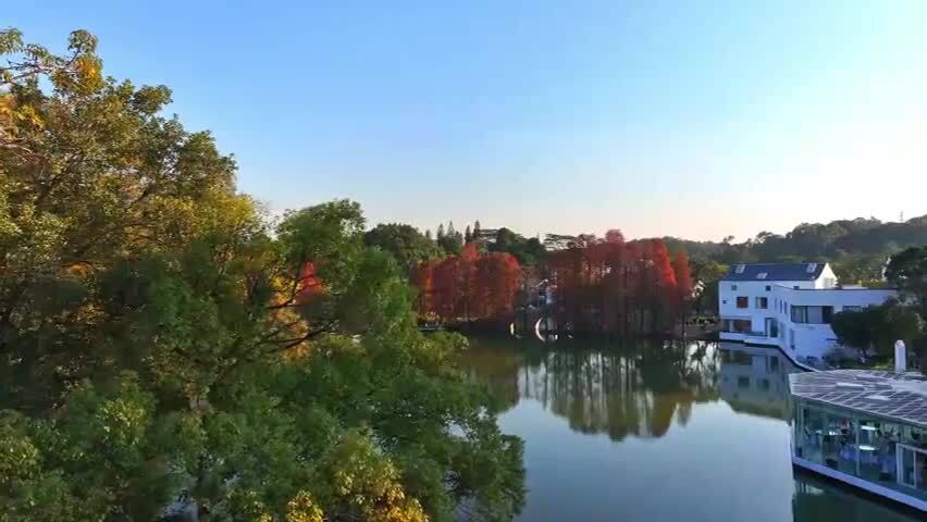 广州华南国家植物园落羽杉航拍