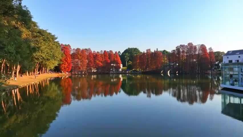 广州华南国家植物园落羽杉航拍