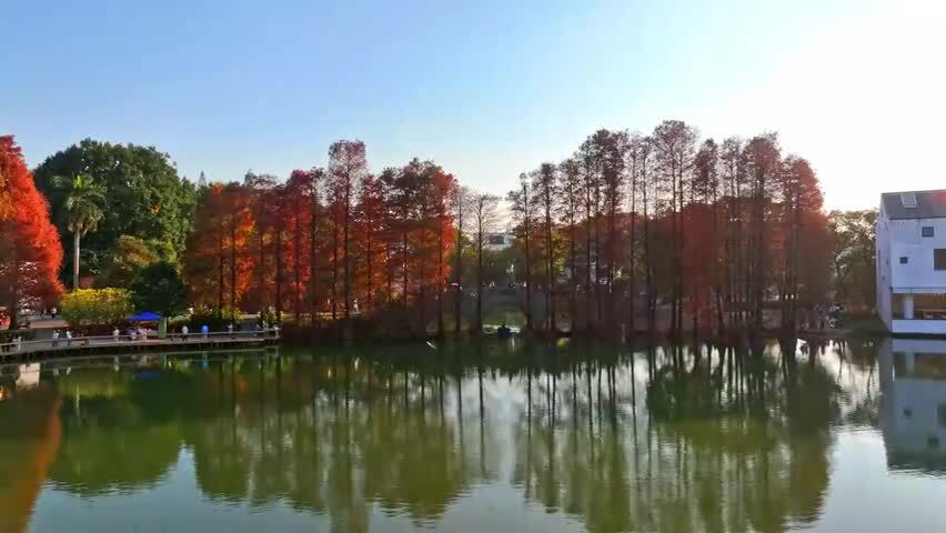 广州华南国家植物园落羽杉航拍