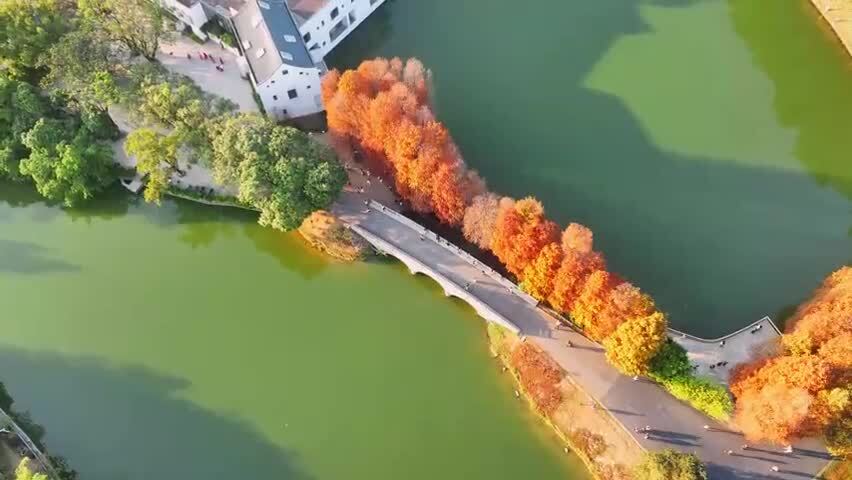 广州华南国家植物园落羽杉航拍