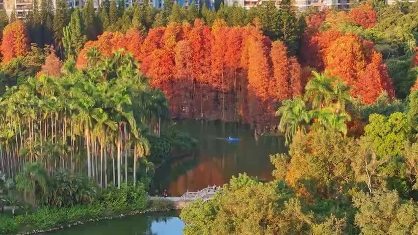 广州华南国家植物园落羽杉航拍