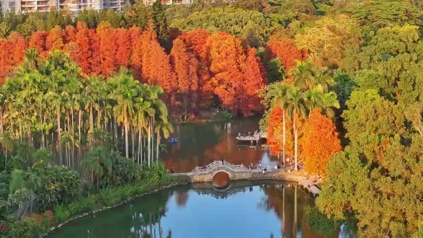 广州华南国家植物园落羽杉航拍