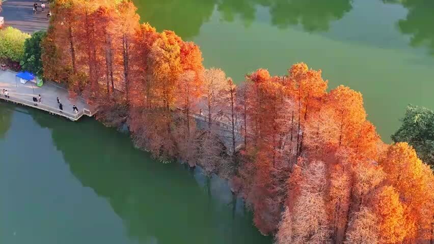 广州华南国家植物园落羽杉航拍