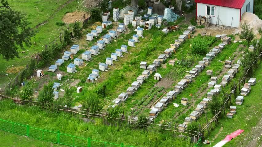 养蜂场的蜜蜂箱