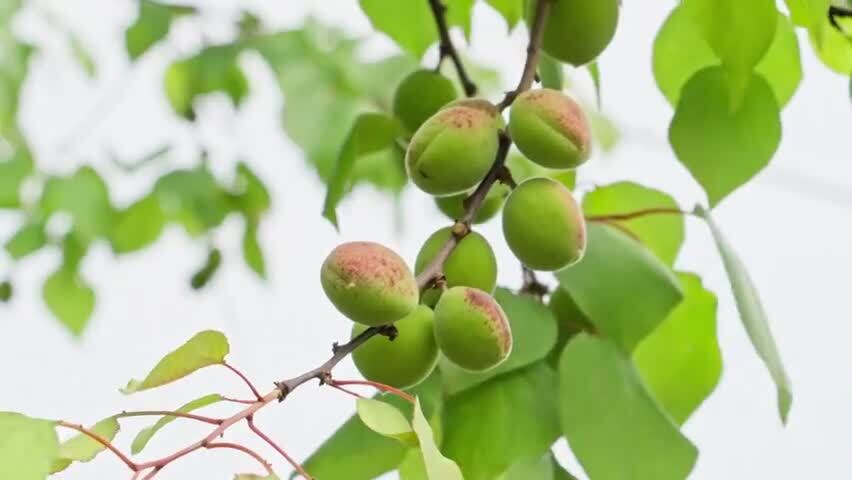 树上结的绿色果实