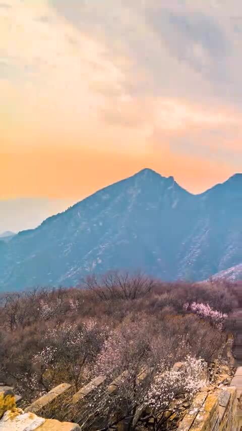 北京春天长城傍晚漫山遍野山桃花夕阳延时