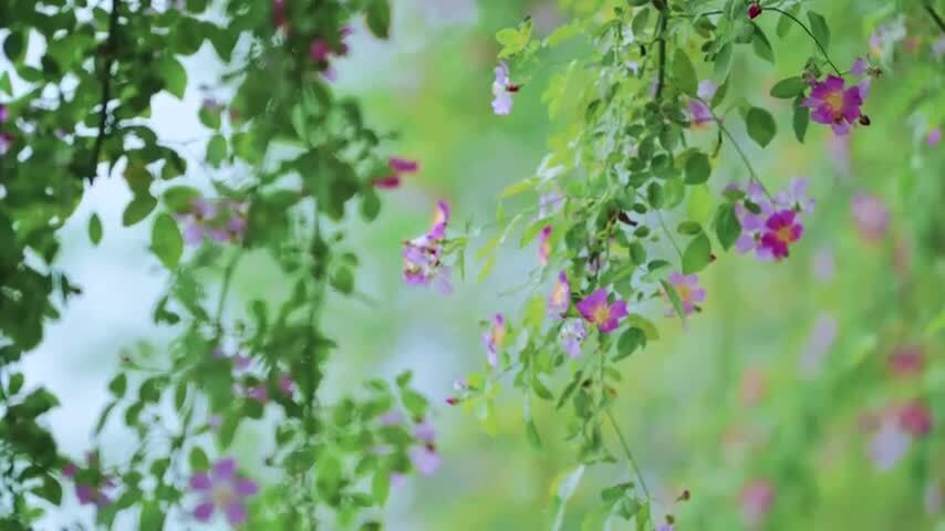 春天的蔷薇花自然风光