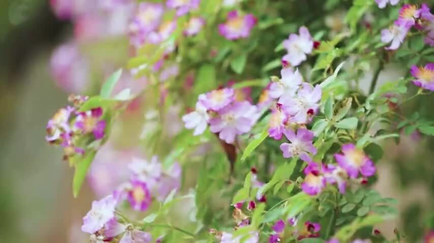 生态蔷薇花春季绽放自然风光