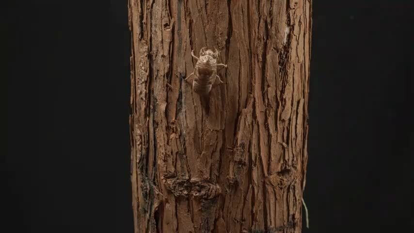 金蝉脱壳知了猴羽化