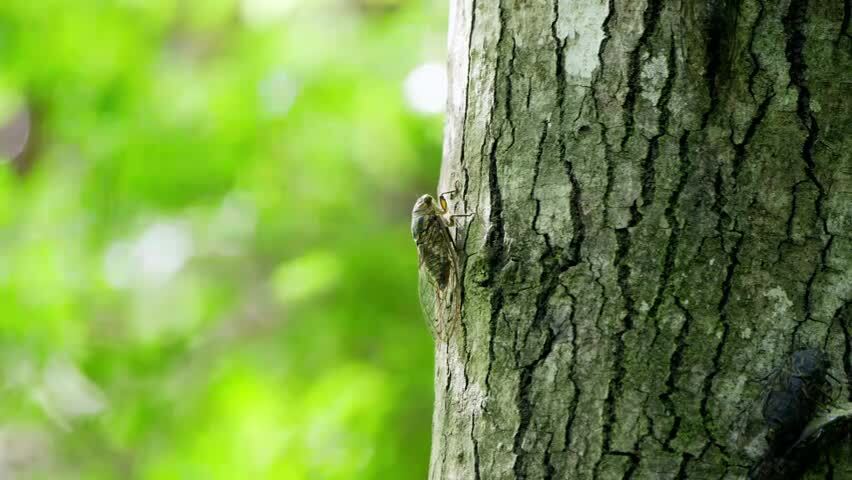 夏天的蝉