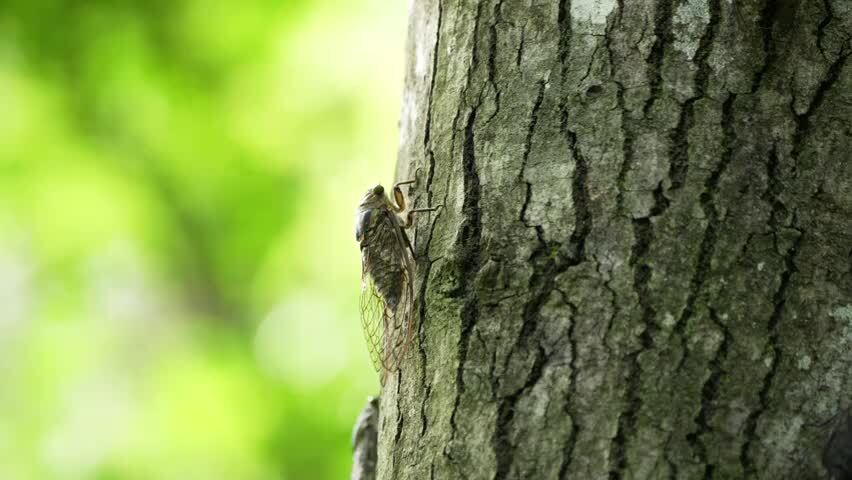 夏天的蝉