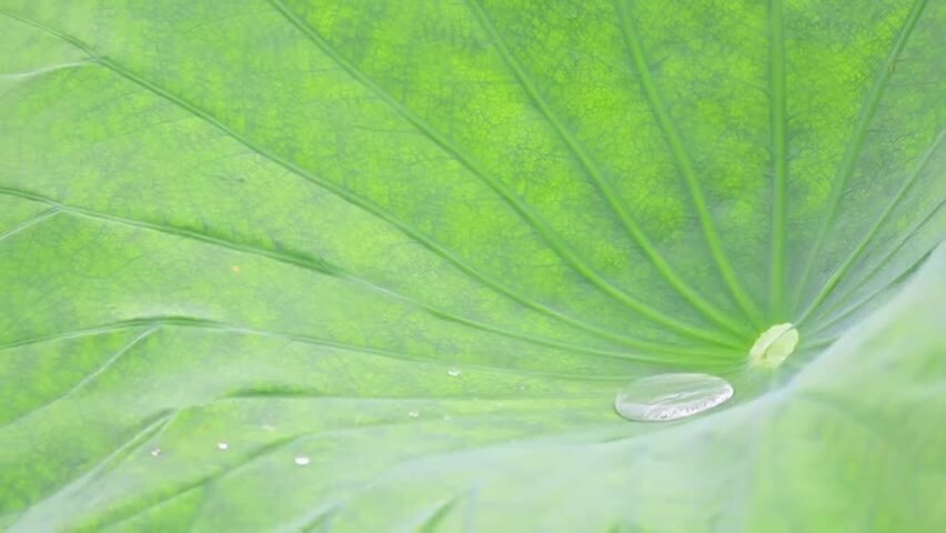 雨水落在荷叶上盛满后掉落