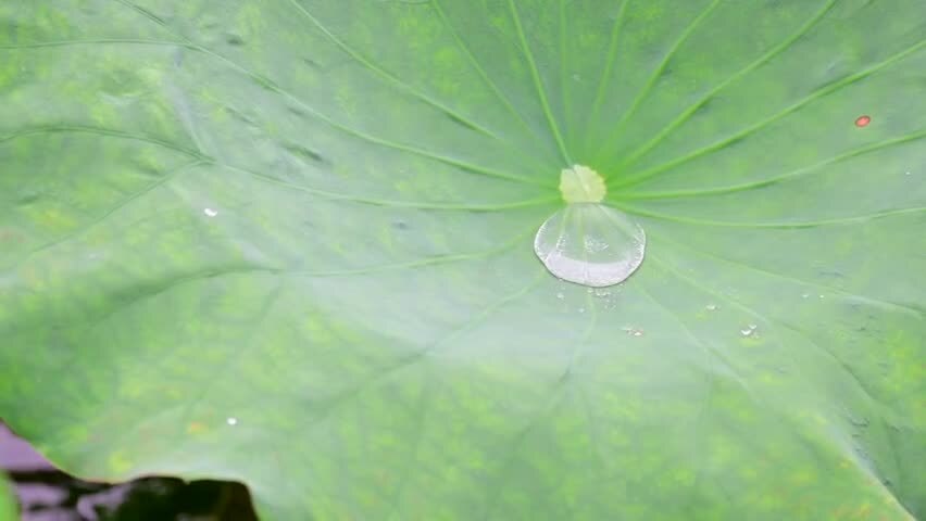 雨水落在荷叶上盛满后掉落