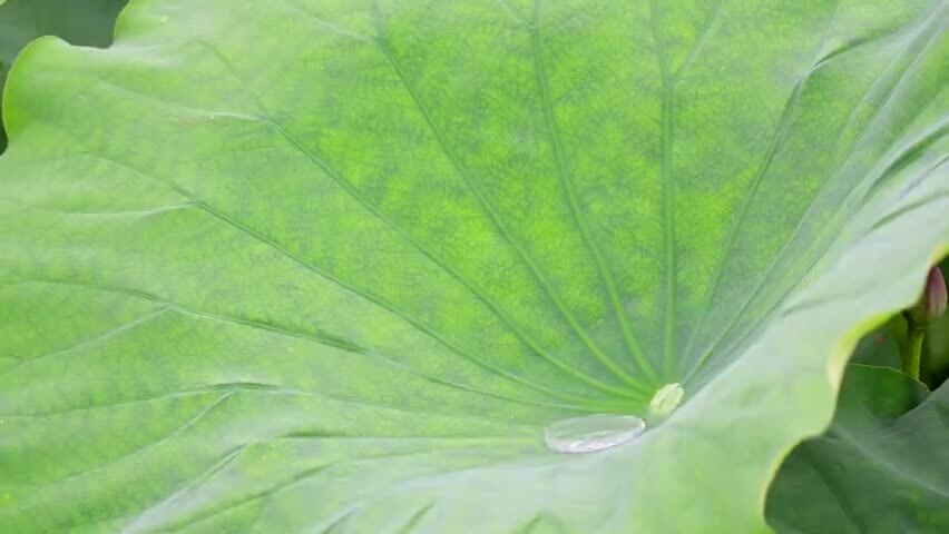 雨水落在荷叶上盛满后掉落