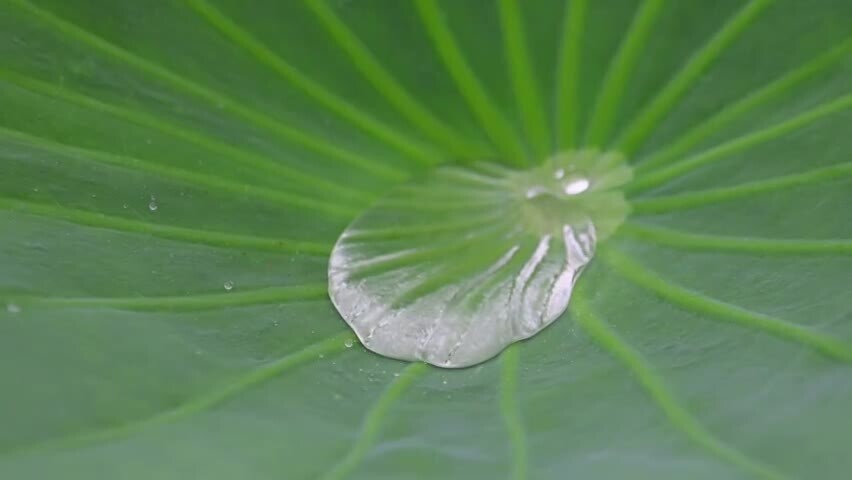 雨水落在荷叶上盛满后掉落