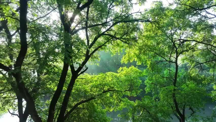 清晨逆光树林森林环境丁达尔慢镜头