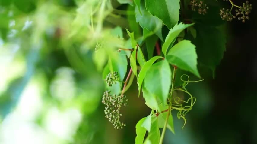 洛阳夏日大自然阳光下的植物空镜头