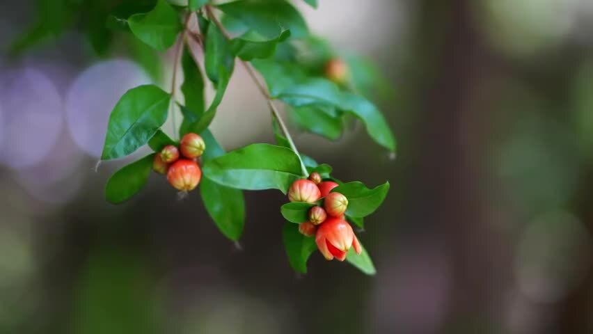 洛阳夏日大自然阳光下的植物空镜头