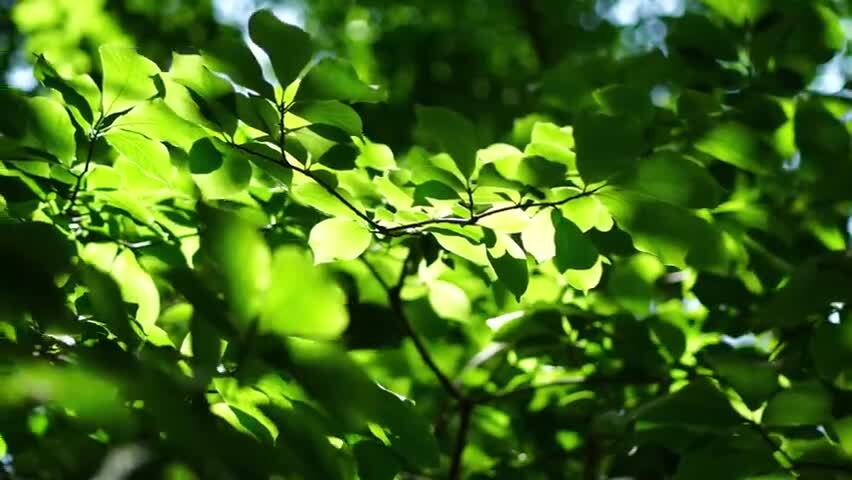 洛阳夏日大自然阳光下的植物空镜头