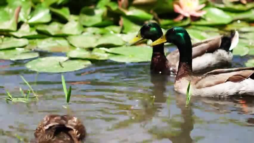 洛阳夏日大自然阳光下的植物空镜头