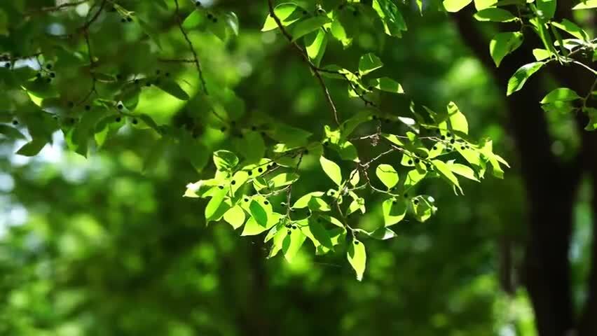 洛阳夏日大自然阳光下的植物空镜头