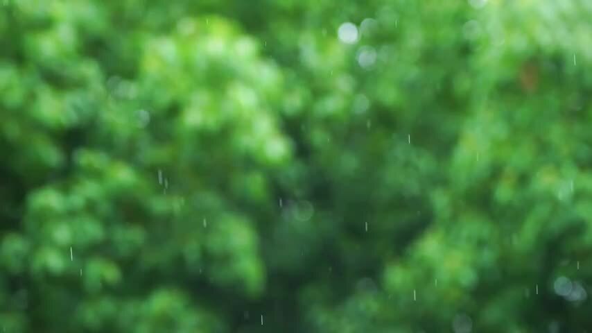 下雨天雨水雨滴的绿色森林背景治愈系氛围