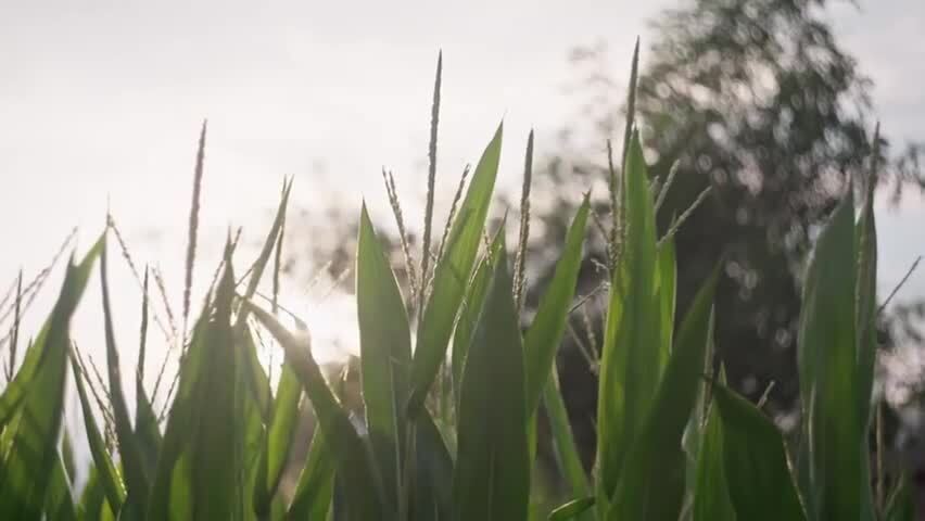 立秋时节授粉期的玉米