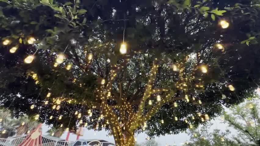 挂满装饰彩灯的大树