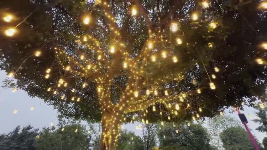 挂满装饰彩灯的大树