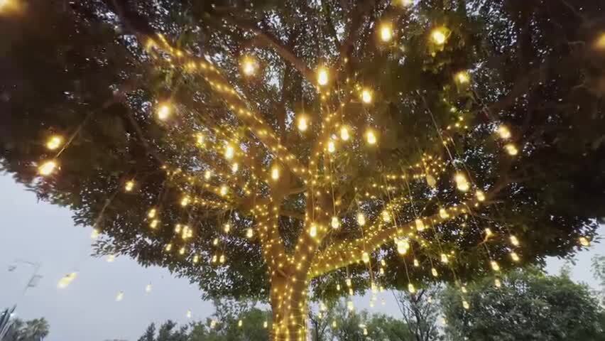 挂满装饰彩灯的大树