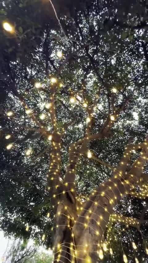 挂满装饰彩灯的大树