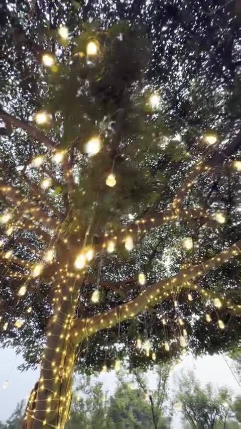 挂满装饰彩灯的大树